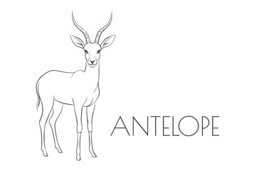 Illustration of a Animal - Antelope, Mammalia	
