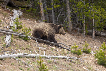Grizzly Bear in Yellowstone National Park Wyoming