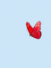 Red butterfly in the blue sky