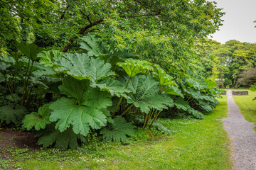 Derrynane, Ireland - June 9 2024 
