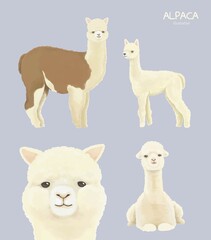 Llama and alpaca collection illustration of hand drawn