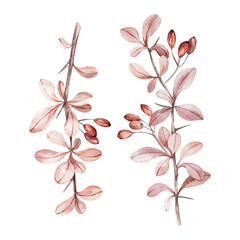 Barberry watercolor branches, leaves and berries isolated on a white background.