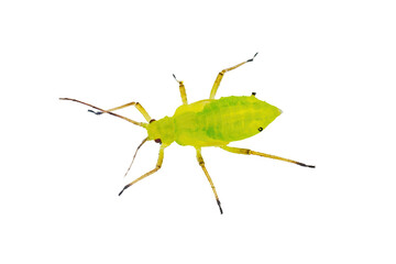 Green Fly or Aphid Parasite Pest Insect Isolated on White Background