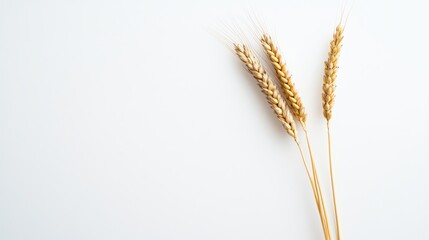 Fototapeta premium High-resolution flat lay of wheat on a white background, showcasing detailed stock photography of this grain.