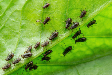 Black Bean Aphid Colony Close-up. Blackfly or Aphis Fabae Garden Parasite Insect Pest Macro
