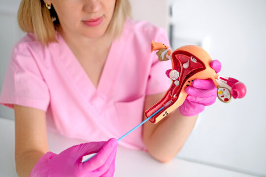 A gynecologist using a model of a female uterus shows students the process of taking gynecological swabs to determine and characterize the microflora of the urogenital canal.