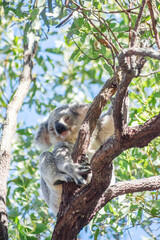 Cute koala bear resting on eucalyptus tree in its natural habitat on Magnetic Island, Queensland, Australia. The island is a holiday destination 8 km offshore of Townsville.