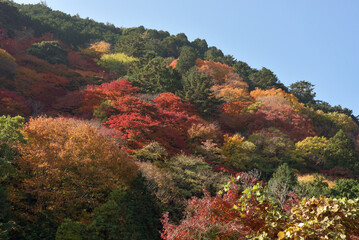 Obraz premium 山の紅葉