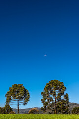 Lua cheia nas montanhas da serra de Santa Catarina,  recortada pelas famosas araucárias
