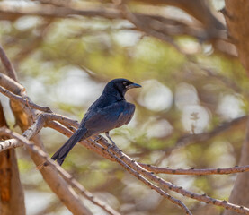 robin on a branch