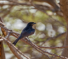 red winged blackbird