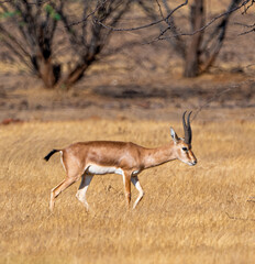 impala antelope in kruger national park