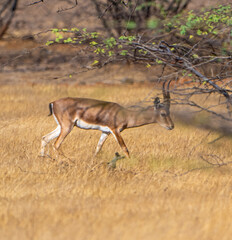 impala antelope in kruger national park