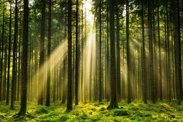 Sunlight filters through tall trees in a serene forest, creating a tranquil atmosphere filled with lush greenery.
