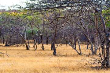 tree in the field
