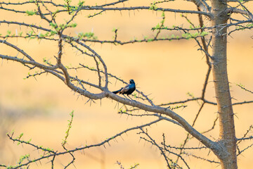 bird on a branch