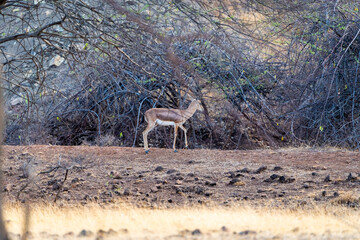 deer in the woods