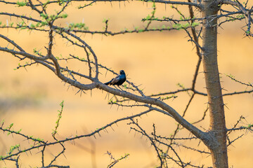 bird on a tree branch