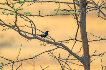 silhouette of a bird