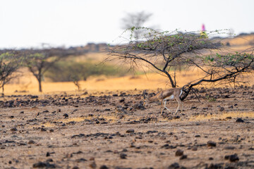 chinkara deer