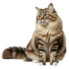 Potrait of Sitting cat looking aside. png isolated background. transparent background