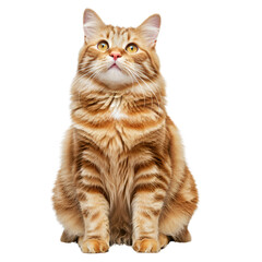Fototapeta premium Potrait of Sitting long haired cat looking up. png isolated background. transparent background
