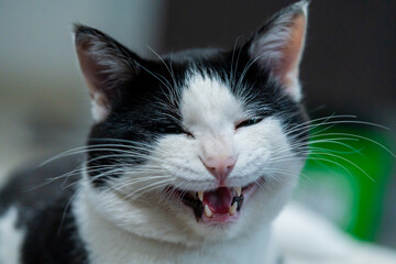 laughing cat