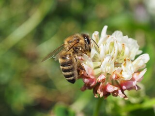 Biene (Anthophila) auf Blüte mit unscharfem Hintergrund 