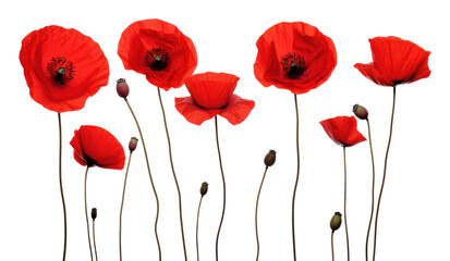 Obraz premium PNG Flower poppy petal plant.