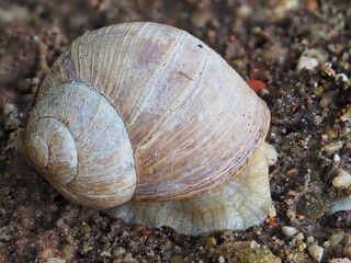 Makroaufnahme einer Weinbergschnecke (Helix pomatia)