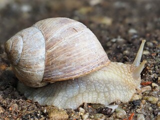 Makroaufnahme einer Weinbergschnecke (Helix pomatia)