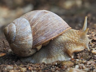 Makroaufnahme einer Weinbergschnecke (Helix pomatia)