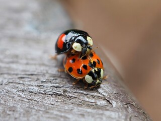 Zwei Marienkäfer (Coccinellidae) bei der Paarung mit unscharfem Hintergrund