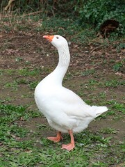 Weiße Hausgans  (Anser anser) mit langem Hals