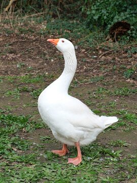 Wei&szlig;e Hausgans  (Anser anser) mit langem Hals