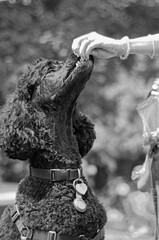 Poodle Reaching for a Treat
