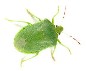Southern green stink bug, Nezara viridula isolated on white, top view