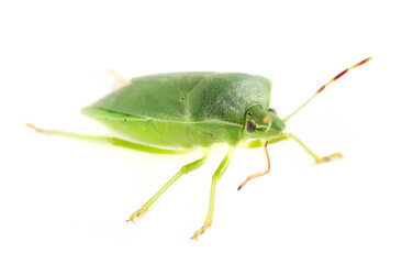 Southern green stink bug, Nezara viridula isolated on white, side view