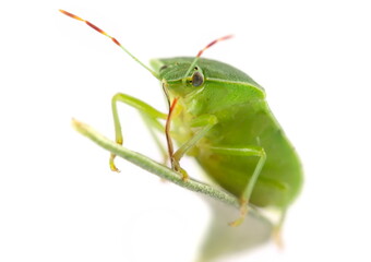 Southern green stink bug on leaf of olive tree, Nezara viridula, isolated on white, side view