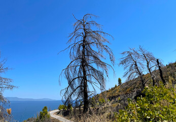Land after recent wildfire. Dead forest, barren of plants mountains with burned trees trunks. Roads cut trough burnt down hillsides. Site of bushfire, Mediterranean landscape after disaster. Greece.
