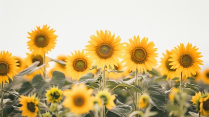 Sunflowers in a Field