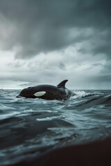 Fototapeta premium A large black and white whale swimming in the open ocean
