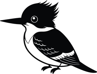 Belted Kingfisher on Vector Illustrator Design