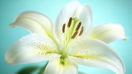   White flower on blue background with green spot