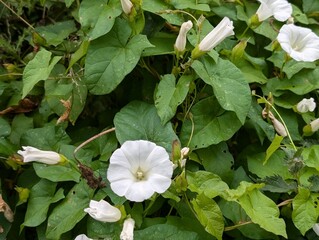Flowers of a False Bindweed (Calystegia)