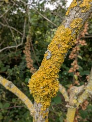 Xanthoria lichen growing on a tree branch