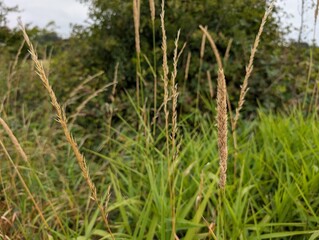 Reed Canary Grass (Phalaris arundinacea) in the British countryside