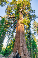 The Grizzly Giant, Mariposa Grove, Yosemite National Park