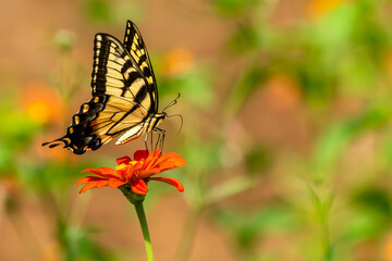 Eastern Tiger Swallowtail Butterfly Feeding on a Zinnia Flower
