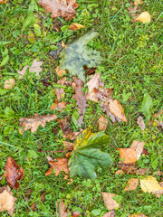 Orange, brown and yellow fallen oak leaves in the sunlight.